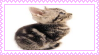 Itty bitty kitty